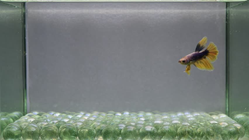 Betta fish male fancy halfmoon long tail from Thailand, Siamese fighting fish on isolated Grey background.