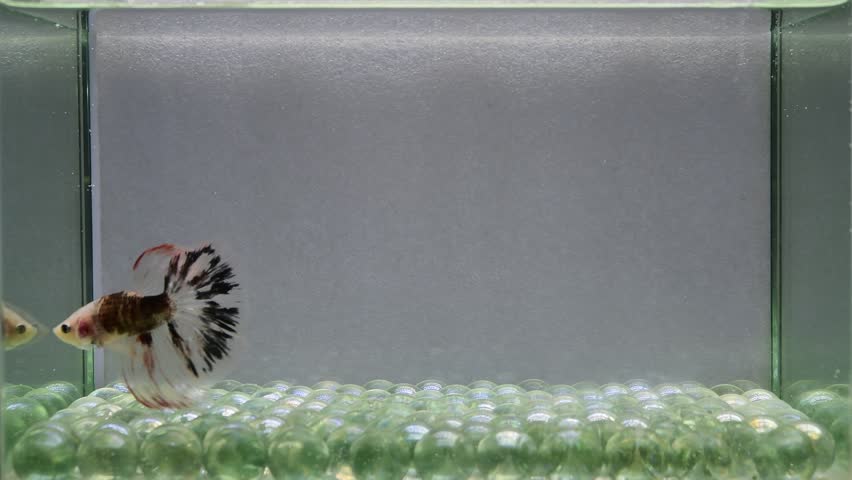Betta fish male fancy halfmoon long tail from Thailand, Siamese fighting fish on isolated Grey background.
