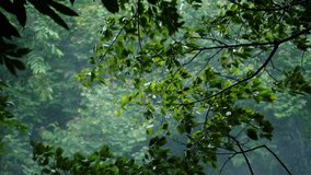 Tropical storms bring heavy rain and strong winds to tropical forests. Heavy rain in tropical forests during the rainy season. - Powered by Shutterstock - Get 15% off with code: PIKWIZARD15