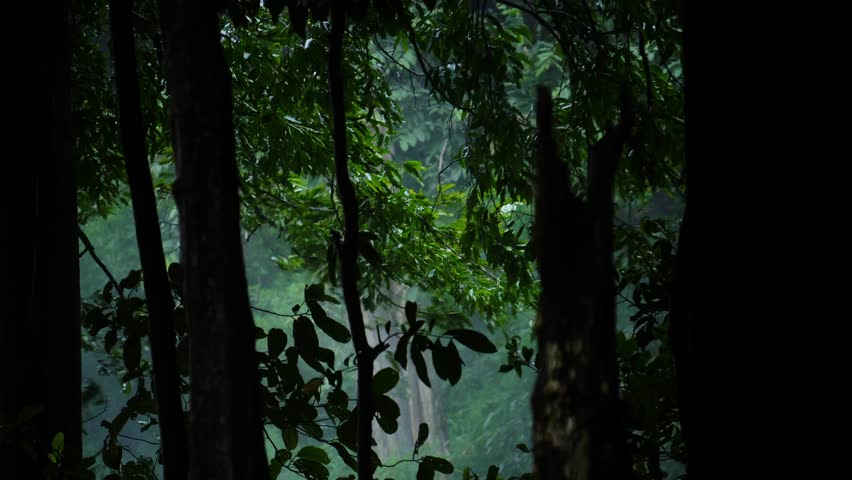 Tropical storms bring heavy rain and strong winds to tropical forests. Heavy rain in tropical forests during the rainy season.