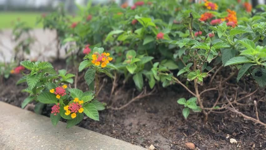 Close-up of colorful Lantana camara flowers blooming among green leaves in a garden setting.