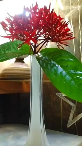 Beautiful bunch of fresh, fragrant red flowers with green leaves in a long glass vase for interior decoration in indoor background, a romantic 16s floral footage.