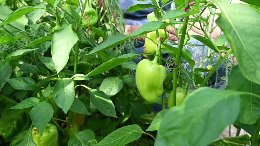 A farmer woman inspects and sprays pepper fruits in a greenhouse with water. Country amateur vegetable growing
