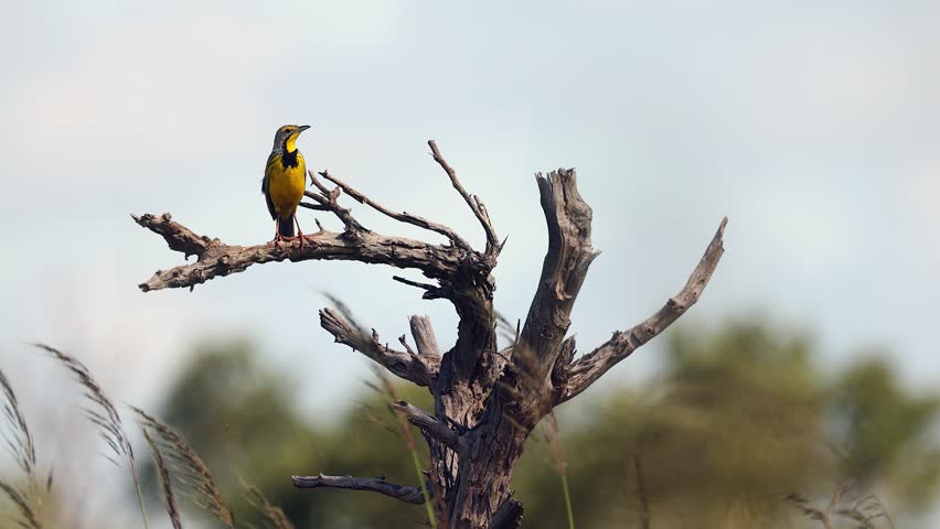 Yellow-throated longclaw bird chirps from dead tree branch perch