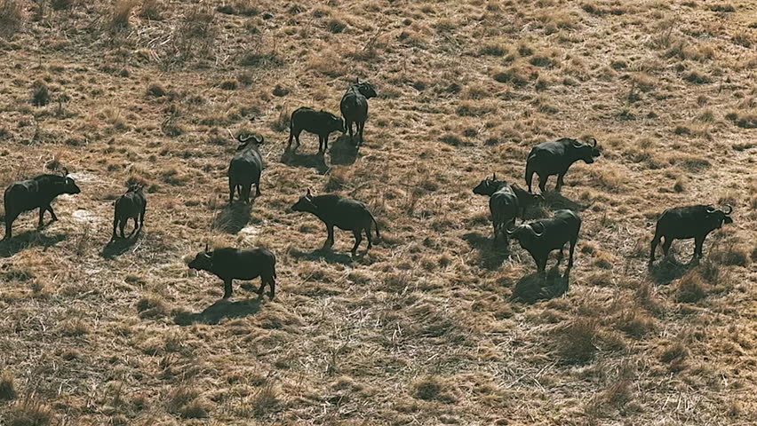 Aerial circles small obstinacy of Cape Buffalo in dry savanna grass