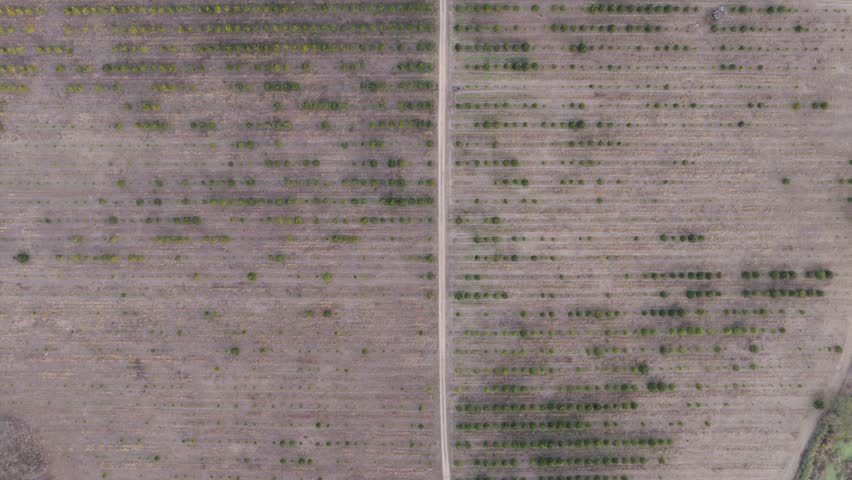 Overhead flyover of tree row pattern to large orchard farm house