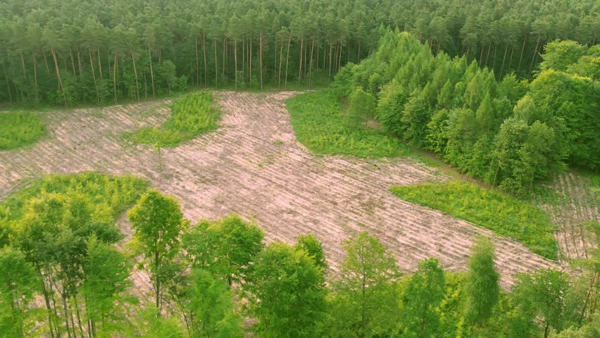 Forest restoration site with sapling growth