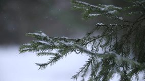 Fir tree branch in forest on white snow background during snowfall. Lovely winter landscape in woodland in frozen weather. Falling snow creates winter atmosphere. Evergreen tree with snow on needles. - Powered by Shutterstock - Get 15% off with code: PIKWIZARD15