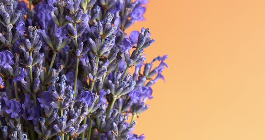 Bouquet of lavender flowers close-up on a rotating table.