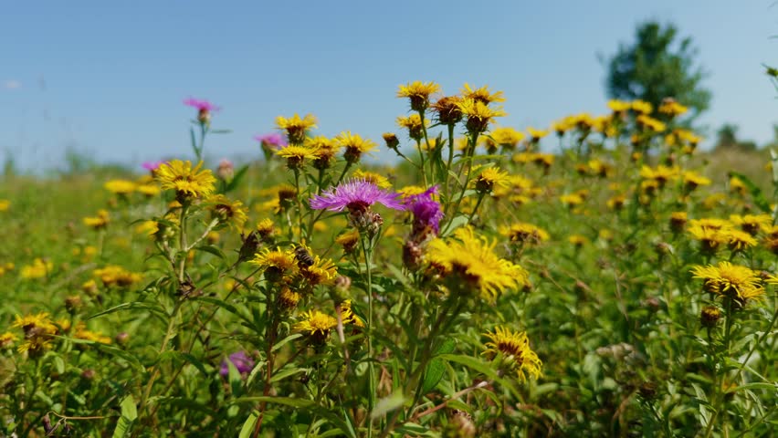 Vibrant wildflowers in bloom under clear summer sky and golden yellow vivid purple blossoms in sunlit meadow. Bee gathers nectar. Harmony of nature. Wildflower field flora and honey bee gathers nectar