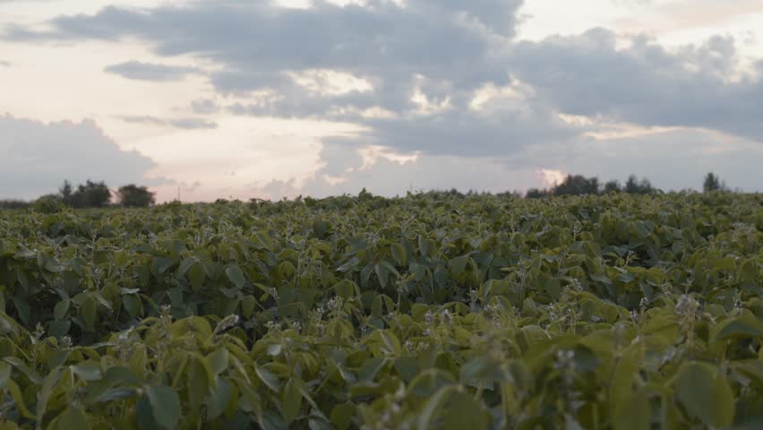 Expansive Soybean Field Under Blue Sky 