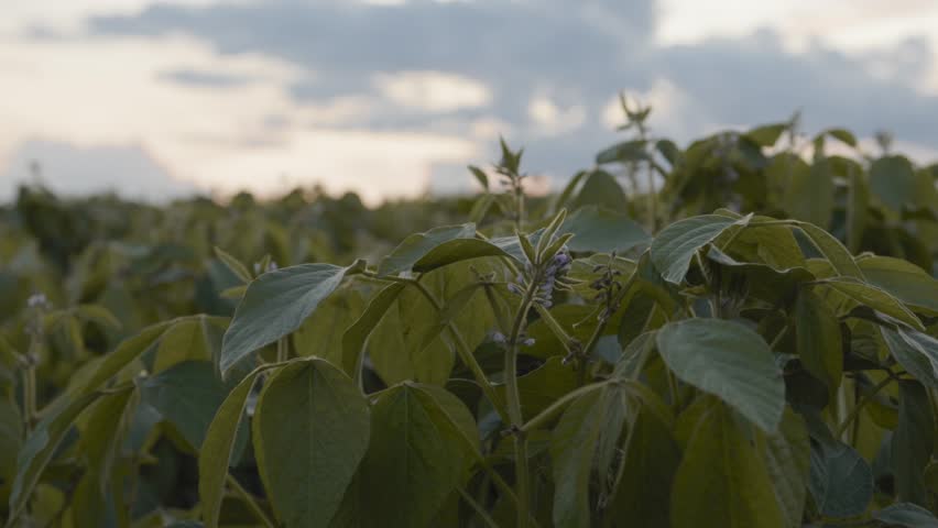 Expansive Soybean Field Under Blue Sky 
