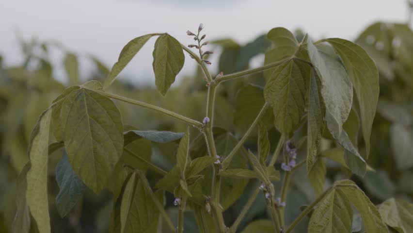 Expansive Soybean Field Under Blue Sky 
