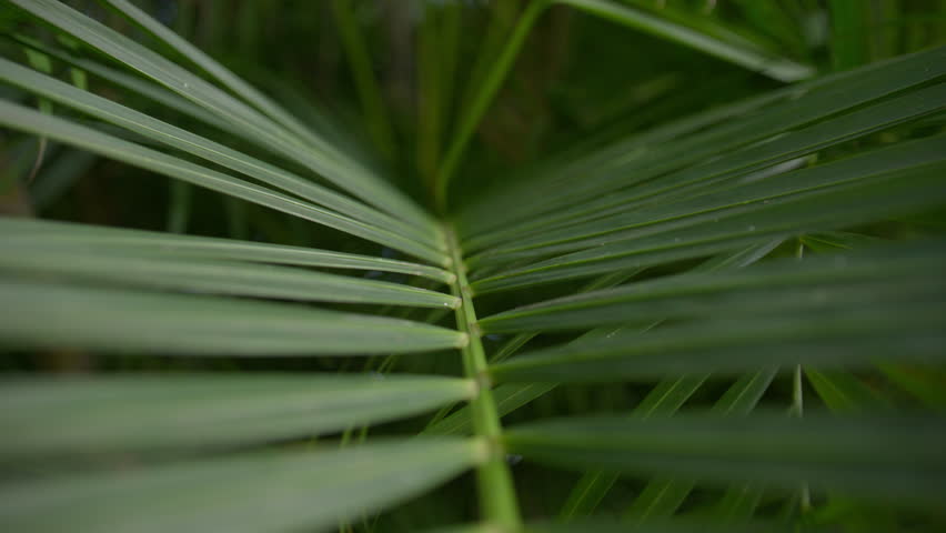 Scenic footage from Punta Cana and the Dominican Republic, showcasing turquoise Caribbean waters, lush jungle, white-sand beaches, and vibrant tropical nature.