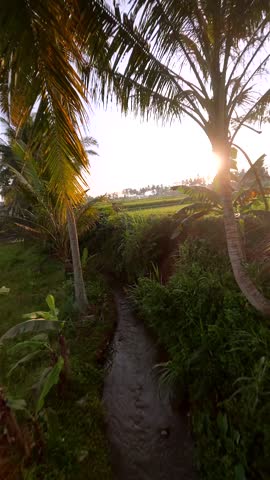 FPV drone flight over green rice fields and palm trees at sunrise in Bali, Indonesia. Peaceful tropical landscape with golden light and cinematic motion.