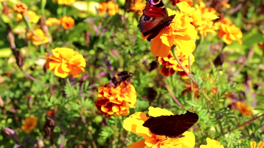 Large peacock butterfly and bumblebee bumble bee on yellow flower in Leninskiy Rayon Brest Brest District Brest Region Belarus.