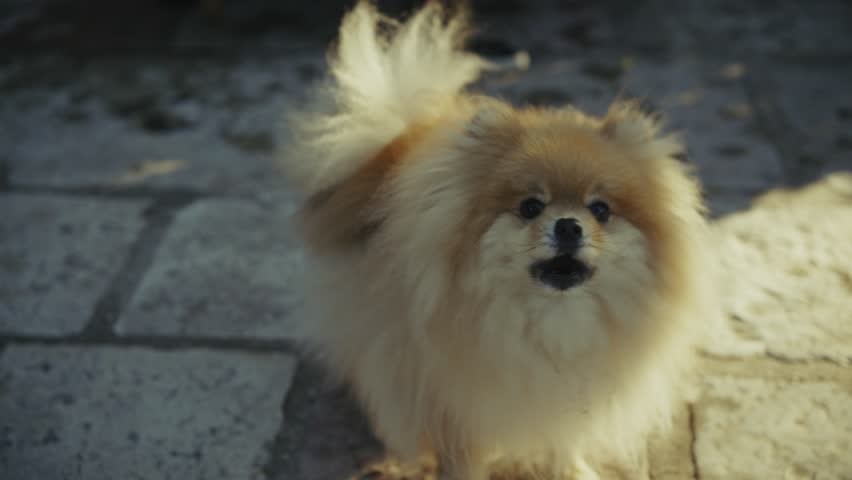 Playful small pomeranian spitz dog aggressively barks at the camera
