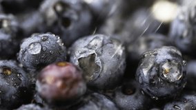 Fresh blueberries with water droplets. Vitamin nutrition. Delicious sweet fruits. - Powered by Shutterstock - Get 15% off with code: PIKWIZARD15