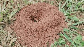 Closeup View of Active Anthill with Entrance Hole and Black Ants in Natural Outdoor Habitat - Powered by Shutterstock - Get 15% off with code: PIKWIZARD15