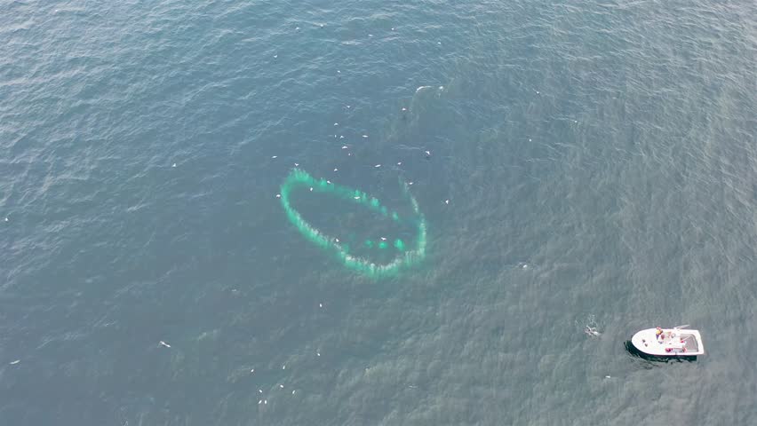 Humpback Whales (Megaptera novaeangliae) Bubble-Net feeding in Donegal Bay, Ireland