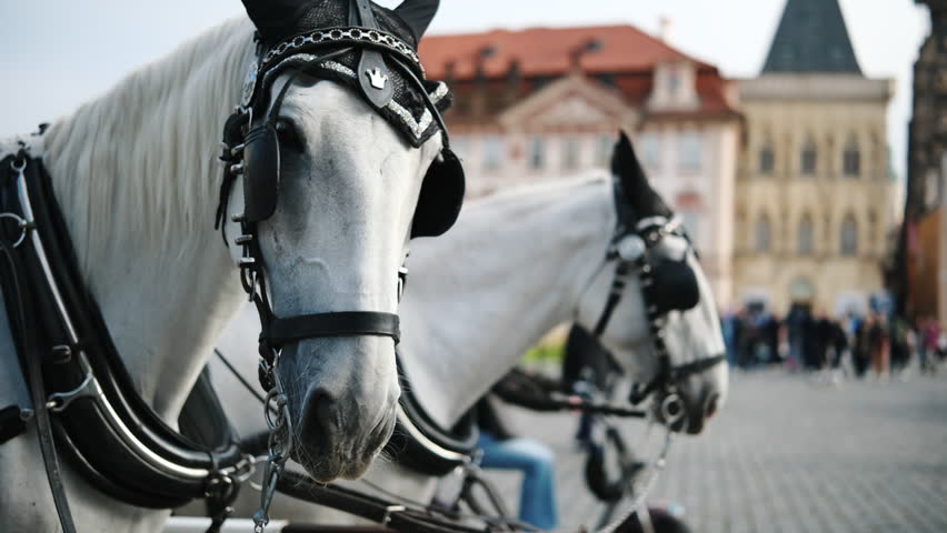 Beautiful Pair Of Horses Ready For A Tourist Ride On A Square In Prague