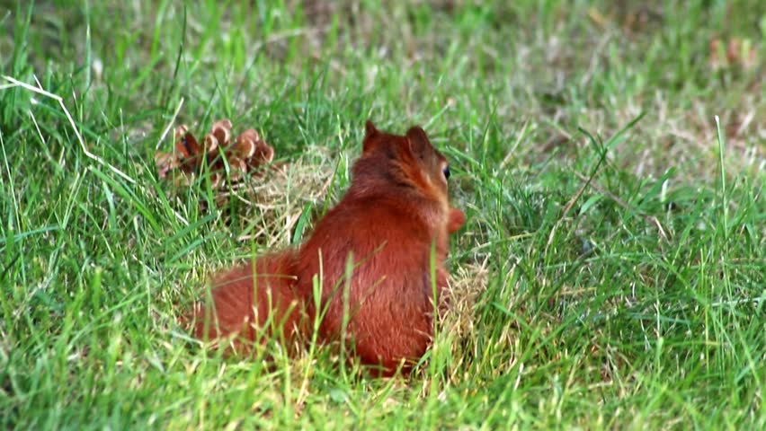 Cure eurasian red squirrel eating peanuts sitting with bushy tail and red fur in autumn sunshine foraging for hard winter is hungry for nuts and searching for food to bury to survive cold winter time