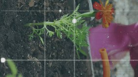 Watering flower, person gardening with data processing animation over soil. plants, technology, analysis, environment, growth, horticulture - Powered by Shutterstock - Get 15% off with code: PIKWIZARD15