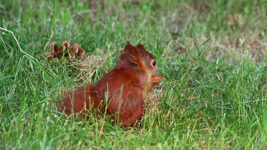 Cure eurasian red squirrel eating peanuts sitting with bushy tail and red fur in autumn sunshine foraging for hard winter is hungry for nuts and searching for food to bury to survive cold winter time
