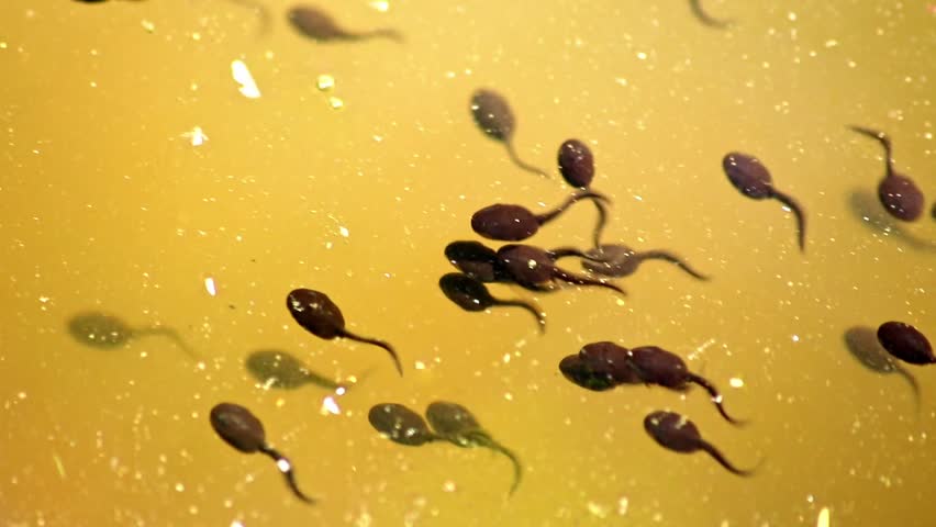 Many little pollywogs and a lot of tadpoles swimming in garden pond lakeshore in summer to grow to common frogs as amphibian larva with long tail eating algae and water fleas in clear water