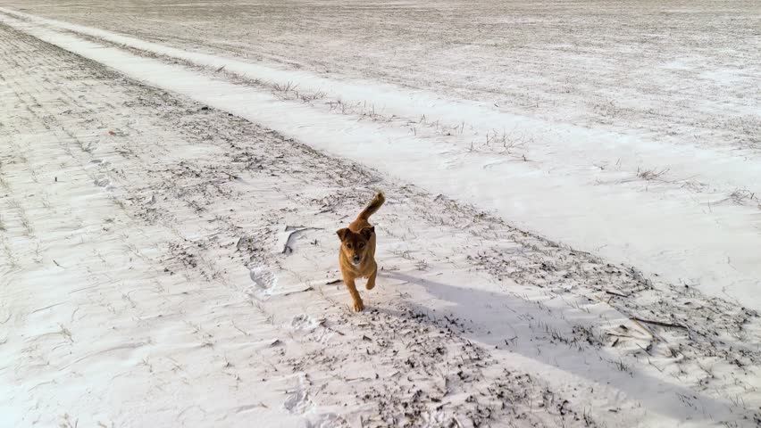 a man walks a dog through the snowy fields of Ukraine in winter. winter wheat sprouted in autumn, spring is coming soon and a new grain harvest for the whole worl