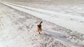 a man walks a dog through the snowy fields of Ukraine in winter. winter wheat sprouted in autumn, spring is coming soon and a new grain harvest for the whole worl - Powered by Shutterstock - Get 15% off with code: PIKWIZARD15
