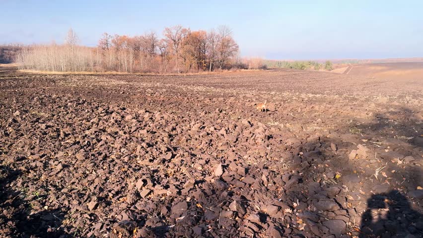 a man walks a dog through the snowy fields of Ukraine in winter. winter wheat sprouted in autumn, spring is coming soon and a new grain harvest for the whole worl