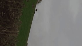 Animation of financial data processing over windmill and landscape. electricity, energy and power distribution digitally generated video. - Powered by Shutterstock - Get 15% off with code: PIKWIZARD15