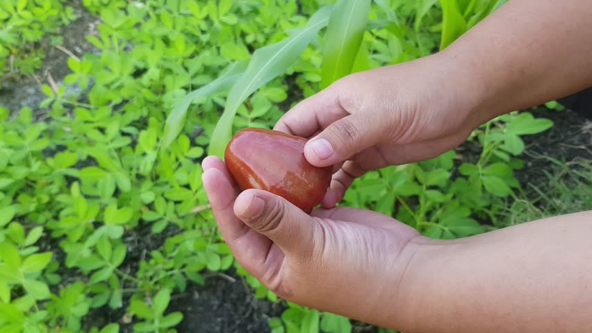 Hands are easily splitting water apples. An easy way to eat water apples without tools.