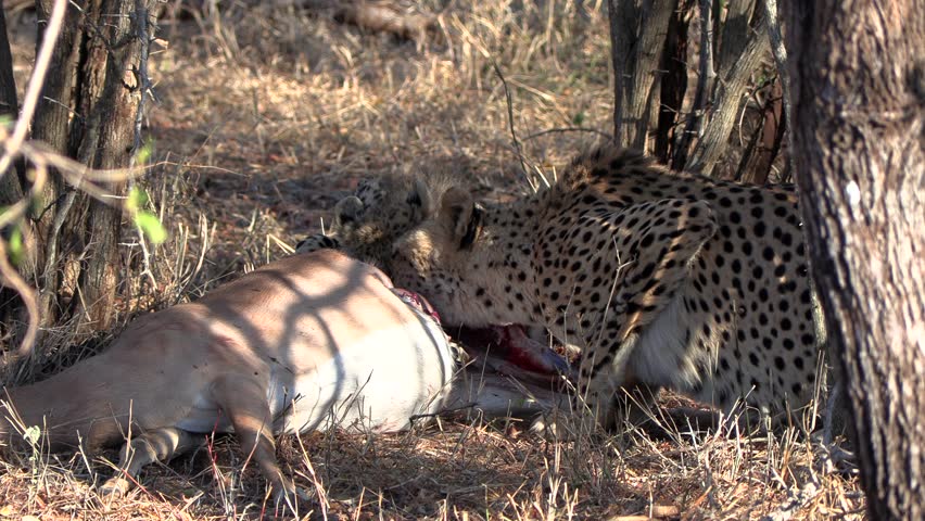 Cheetah mother and cub feeds on a fresh impala antelope in the dense African wild.