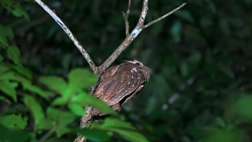 Tawny Frogmouth Resting On Tree Branches At Night. Close-up Shot