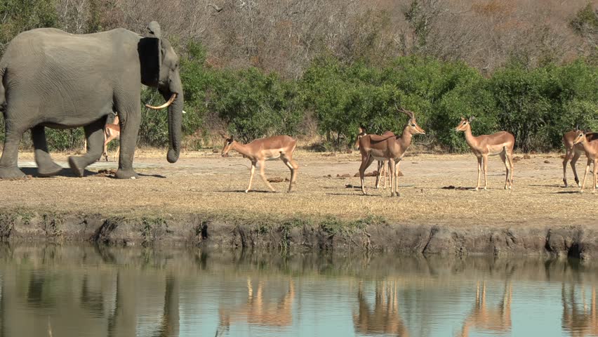 Elephants and impala antelope passes waterhole as they harmoniously co exist in the wild.