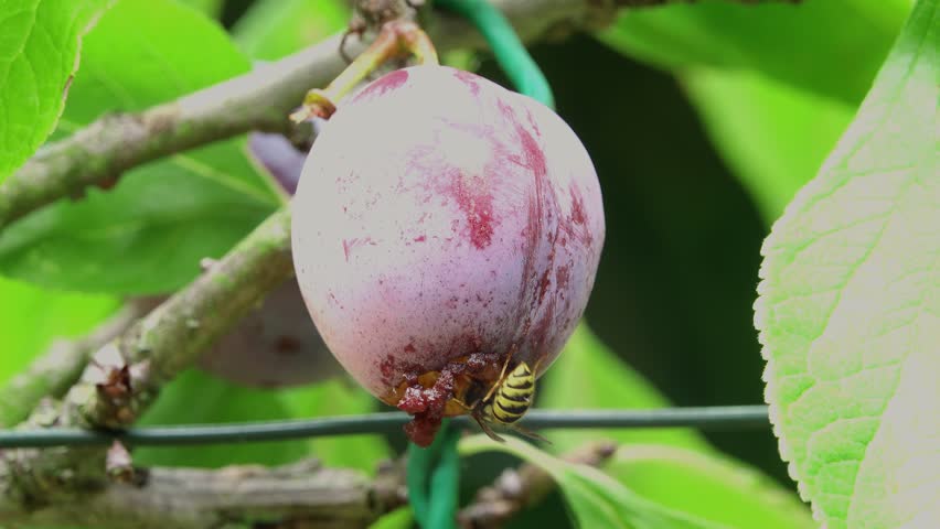 Opal plum hanging on the tree being eaten by a wasp