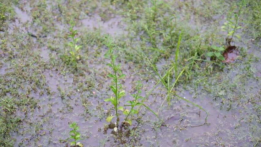 Slow Raindrops on green grass on ground drowned on rain water. thunder lights are lighting casually.