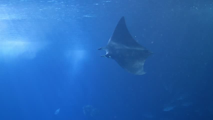Atlantic Devil Ray (Mobula hypostoma) Swimming Gracefully in Open Ocean – 4K Footage