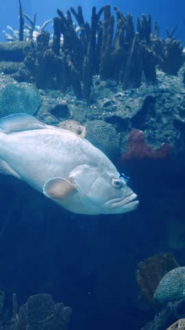 Dusky Grouper (Epinephelus marginatus) Swimming Over Rocky Reef – 4K Underwater Footage