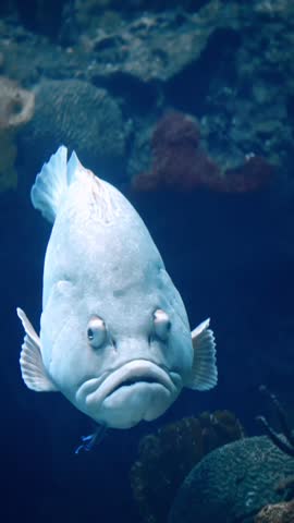 Dusky Grouper (Epinephelus marginatus) Swimming Over Rocky Reef – 4K Underwater Footage