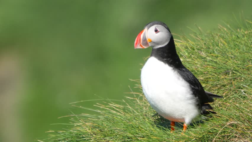 A vibrant Atlantic Puffin standing alert on a lush green cliffside in the Westman Islands, Iceland, with its distinctive colorful beak.