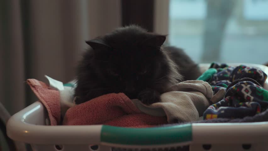 Black cat relaxing inside a laundry basket
