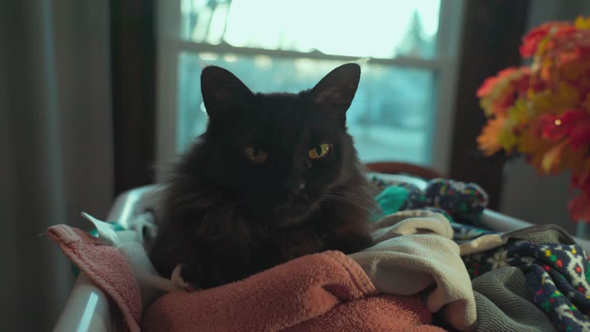 Cute black cat yawning and stretching inside of a laundry basket