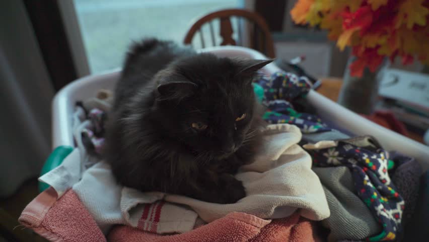 Adorable black cat playing inside of a laundry basket
