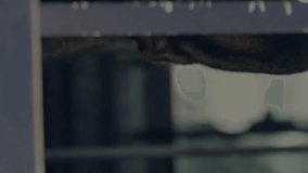 Animating stock market data over close-up of dog's face, financial concept. Finance, animation, investment, technology, economy, visualization - Powered by Shutterstock - Get 15% off with code: PIKWIZARD15