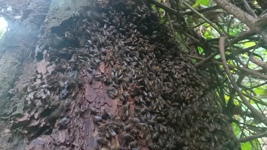 Close-up footage of wild pollinators covering tree bark in a tropical jungle. Perfect for ecology, biodiversity, and natural behavior stock videos for educational or documentary use.