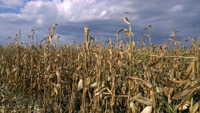 Drought is Causing Significant Damage to Corn Crops. A slow-motion shot captures corn stalks swaying in the breeze under an overcast sky, focusing on dry, damaged stalks lightened with autumn sunlight