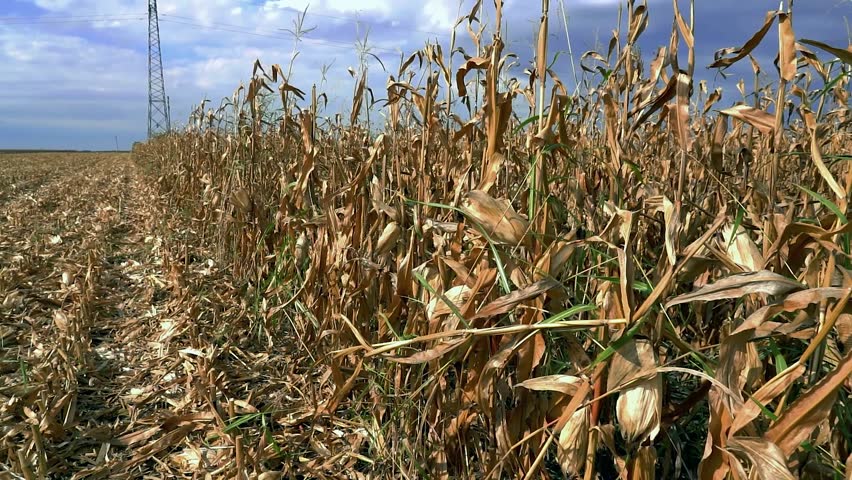 Effects of Drought on Corn Plants. A camera moves in slow-motion at the edge of a cornfield under an overcast sky, focusing on dry, damaged stalks lightened with autumn sunlight.
